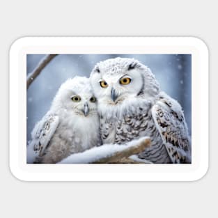 Owl Animal Bird Beauty Freedom Wilderness Enchanting Sticker